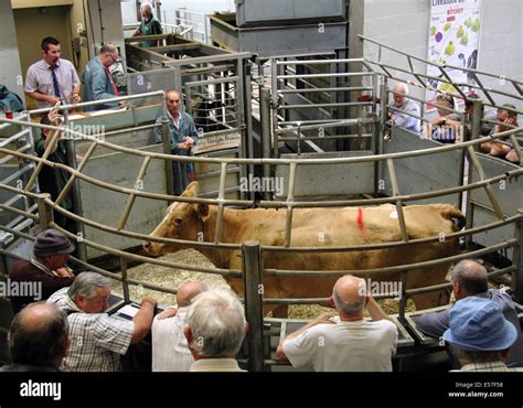 livestock auctions live streaming bagshaws.